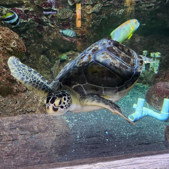 Host Support - Picture 3 of 4